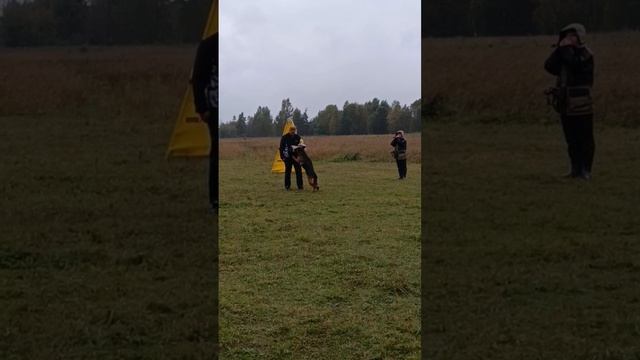 2 Отл. СС JARA Team Carrera +++ №38. КЧК ИРКУТСК 15 сентября`24 И.Герлеман Моно немецких овчарок