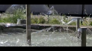 фонтан очень похож на медуз:)