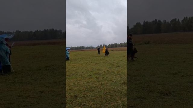 5 Отл. De Orse Mak Flai MELISSA +++ №37. КЧК ИРКУТСК 15 сентября`24 И.Герлеман Моно немецких овчарок