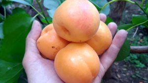 абрикос Пин Кот, Астрахань 15.06.2025г.