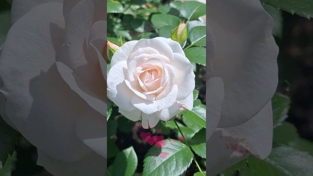 Лето в разгаре! Яркое цветение роз смотреть онлайн