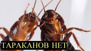 Ультразвук От Тараканов | От домашних насекомых инфразвук эффективная мощная Матрица | Катушки Мишин