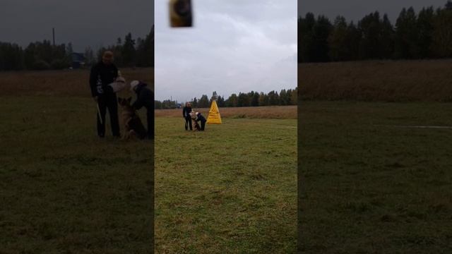 6 Отл. Grosefohnon ULMA +++ №43. КЧК ИРКУТСК 15 сентября`24 И.Герлеман Моно немецких овчарок