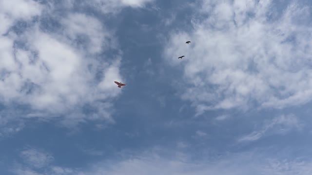 ПОЛЁТ ВОЗДУШНОГО ЗМЕЯ / 2025