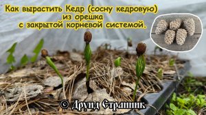 Как вырастить Кедр (сосну кедровую) из орешка с закрытой корневой системой!