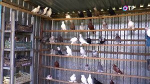 От цирка до кинотеатров: тайны Ставрополя, Липецка и «Ленфильма» в одном выпуске