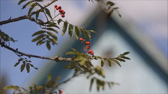 Деревенька моя...Л. Гоголинская смотреть онлайн