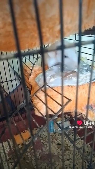 Роки ест шоколадный йогурт от чудо вот этот милашка 🐭🍫🍚 ролик из лайками 2025 г. 👀🤪 смотреть онлайн