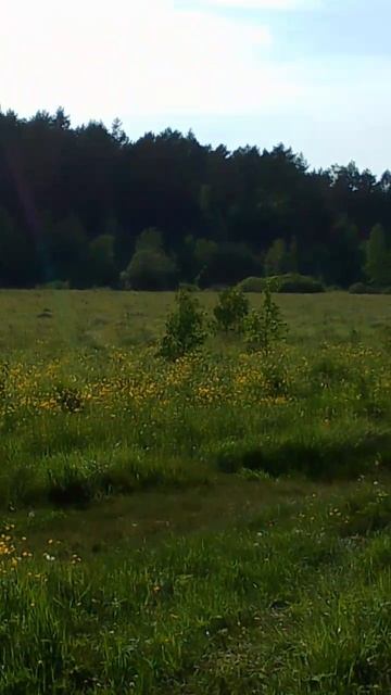 Заливные луга смотреть онлайн