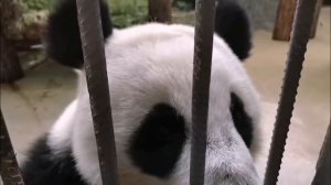 🐼 Панда Катюша умеет очень жалобно выпрашивать что угодно у киперов.

Берём стратегию на заметку.