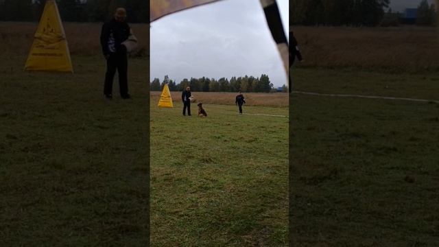 3 Отл. Зависть Богов ГЕРМИОНА +++ №42. КЧК ИРКУТСК 15 сентября`24 И.Герлеман Моно немецких овчарок