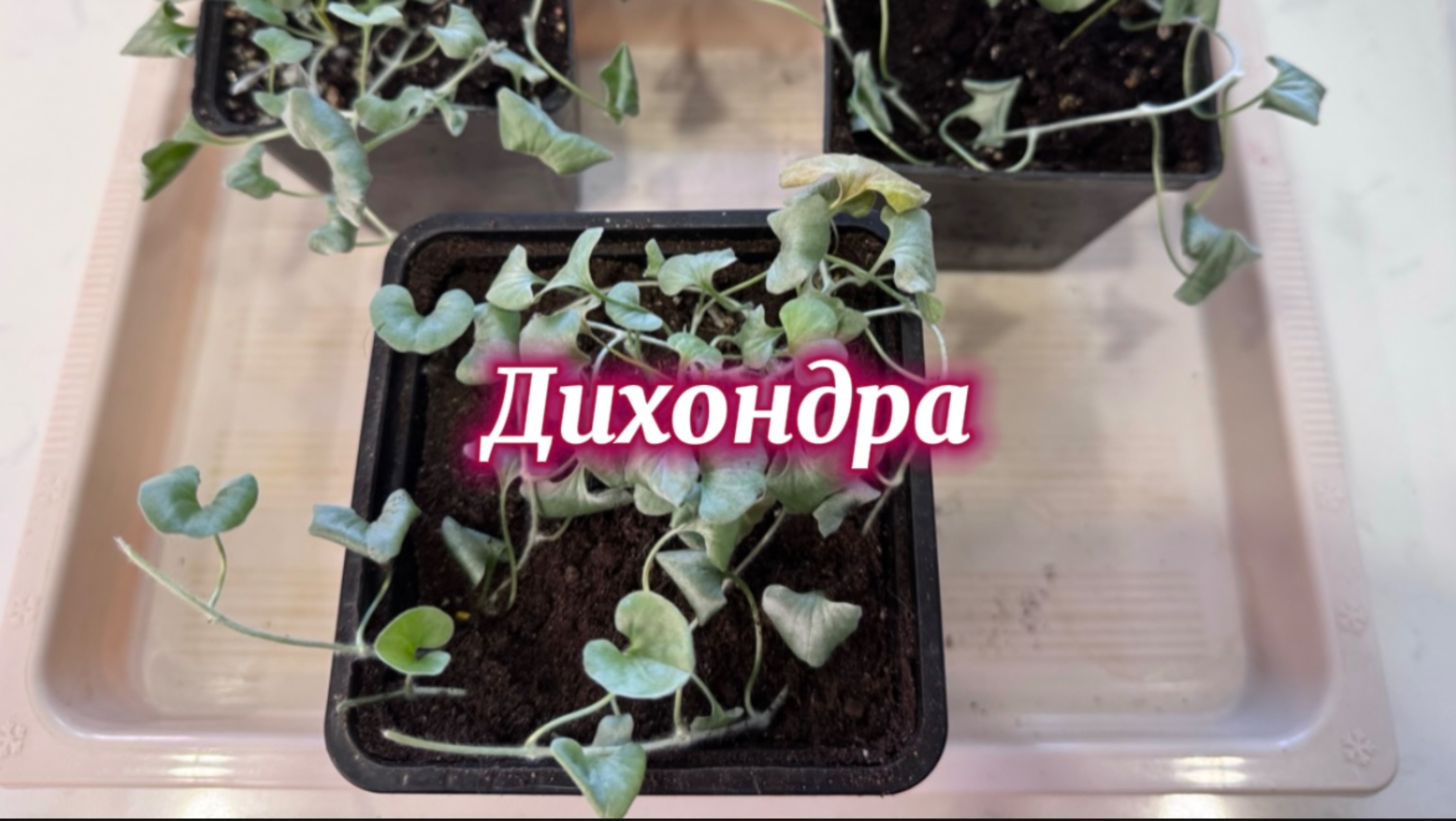 Размножение дихондры, продолжение…