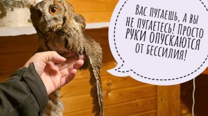 Совы начали приём лекарств. Псу Кубику опять надо к ветеринару. Сова Ёль закапывается в недра Земли