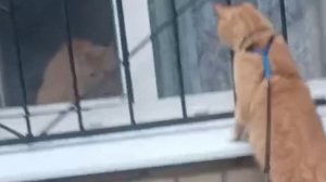 🔥 Кто ходит в гости по утрам...  Рыжий VS Рыжий 😼💥
#топыкатегорий