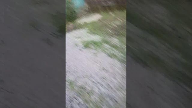 новости от моих котов