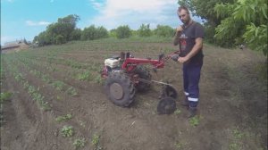 второе окучивание картофеля ежами и дисковыми окучниками