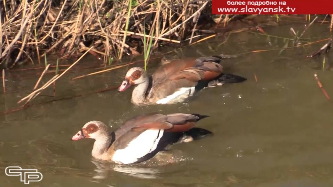 Пополнение в большой птичьей семье смотреть онлайн