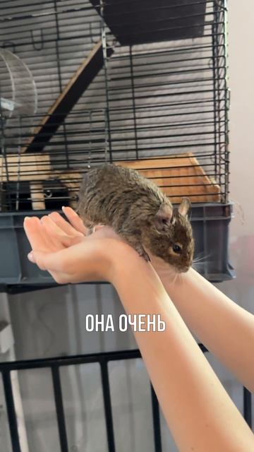 #аринажулина #нямням
моя тележка Arinix_tyta