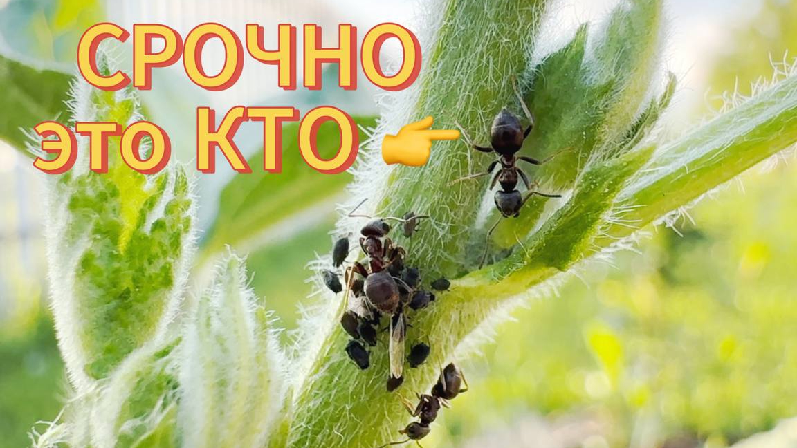 НАПАЛИ насекомые!!! Нужен совет, как избавиться от ТЛИ ❓❓❓ смотреть онлайн