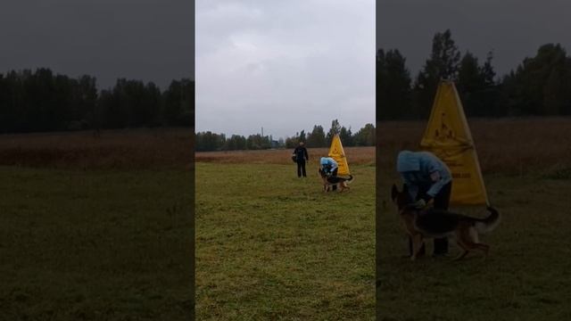 4 Отл. Raisin Star RUSLANA +++ №40. КЧК ИРКУТСК 15 сентября`24 И.Герлеман Моно немецких овчарок