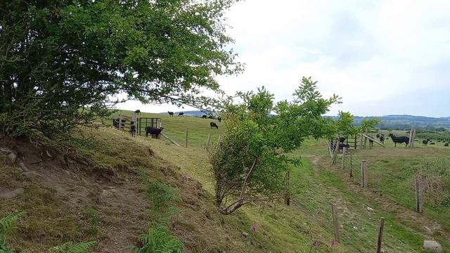 Седьмой день отдыха. Прогулка по холмам. Июнь 2025 смотреть онлайн