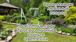 Красота в саду... ирисы и пионы в начале цветения. Первые ягоды и варенье. Пропалываю огород