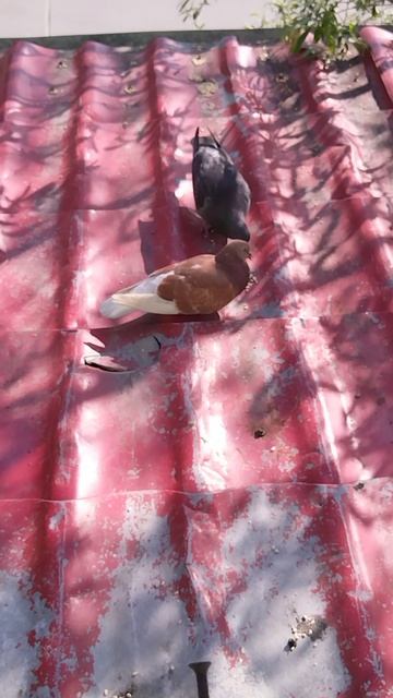 Может они пара??? смотреть онлайн