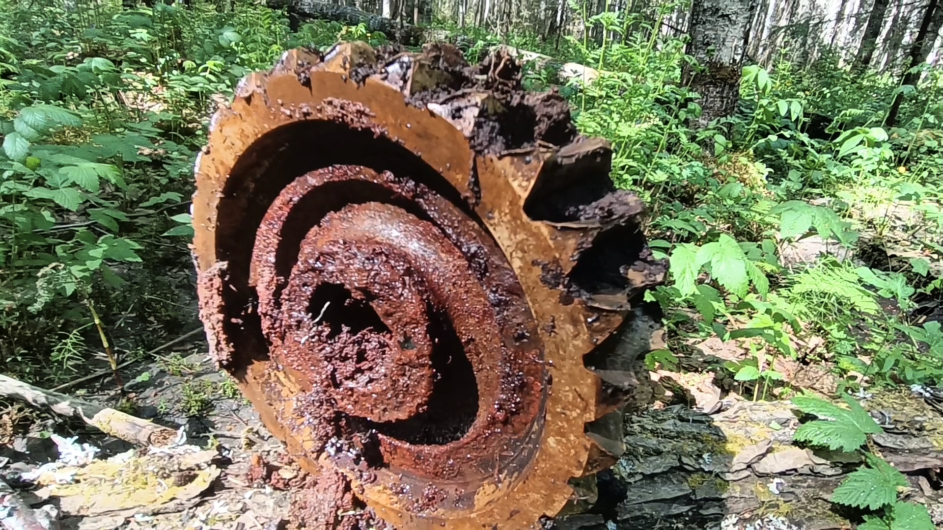 Удачная разведка старого уса УЖД и сбор чаги . Награда за поиск бронзовая шестерня)))