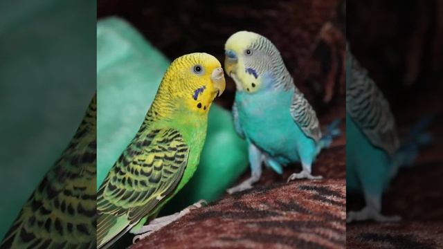Волнистые попугайчики
