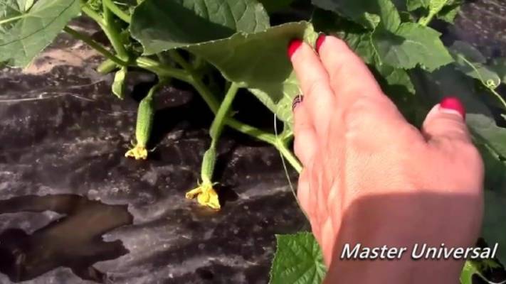 Ранние огурцы на плёнке в середине июня, какая плёнка лучше для роста. смотреть онлайн