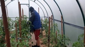 Сульфат магния - необходимая подкормка для томатов и огурцов