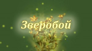 Зверобой — лекарь природы