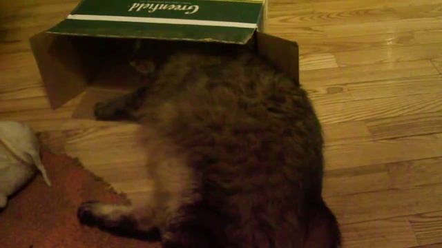 Бася и коробка. Юмор.