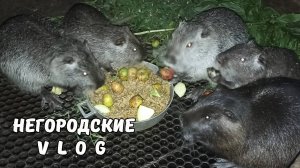 Каша с яблоками для НУТРИЙ на ужин. 18.06.25