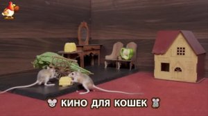 Видео для кошек про крысок развлекать питомцев 🐭🐀😂 (162)
