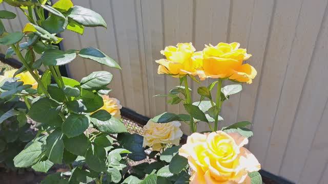 Лето! Огород! Холод и дожди! Обрабатываю,обрезаю,кормлю! смотреть онлайн