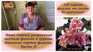100 сортов фиалок, от листа до цветения! Укоренение листьев фиалок в грунте. Описание сортов фиалок.