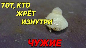 ТОТ, КТО ЖРЁТ ИЗНУТРИ 💀 Фильм не придуманных ужасов