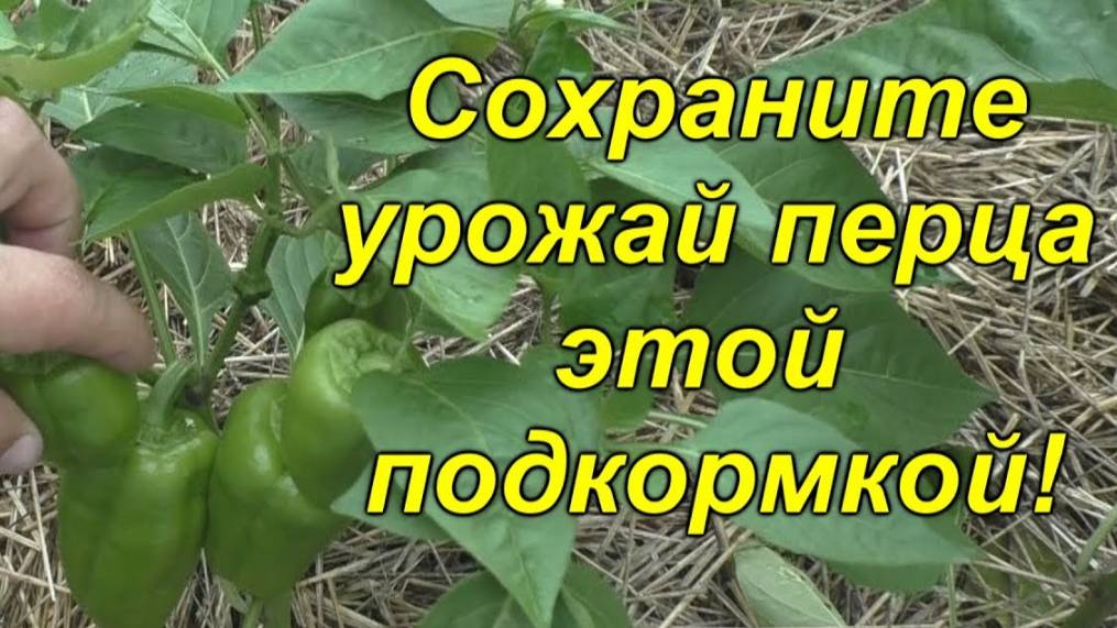 💚 Как легко увеличить урожай сладкого перца. смотреть онлайн
