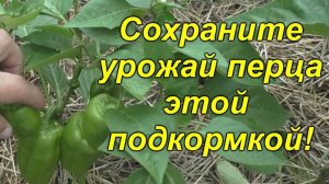 💚 Как легко увеличить урожай сладкого перца.