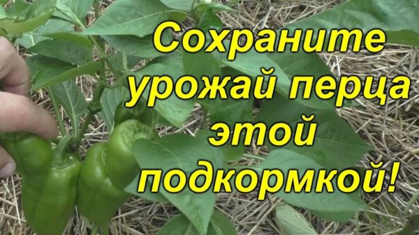 💚 Как легко увеличить урожай сладкого перца.