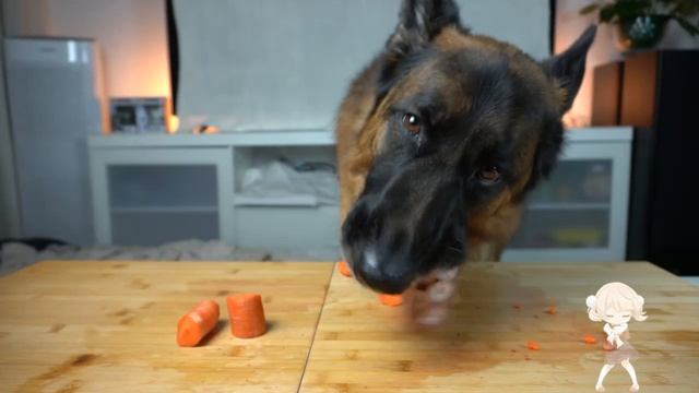 ❤️ Собака кушает разные вкусности - Залипательный релакс АСМР ❤️ смотреть онлайн