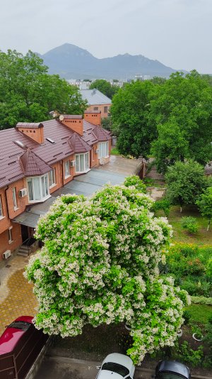 Вид с моего балкона, цветет катальпа, вдали гора Бештау, а справа гора Машук 21.06.2025 г.Пятигорск