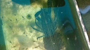 Мраморные раки 21-06-2025