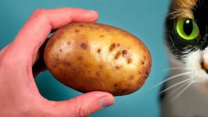 ВОТ ЧТО МЫ КУПИЛИ НА ALIEXPRESS