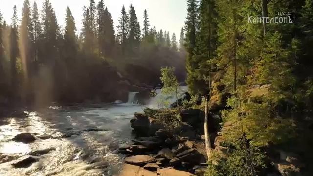 Музыкальная терапия_ силы лесных звуков для душевного равновесия