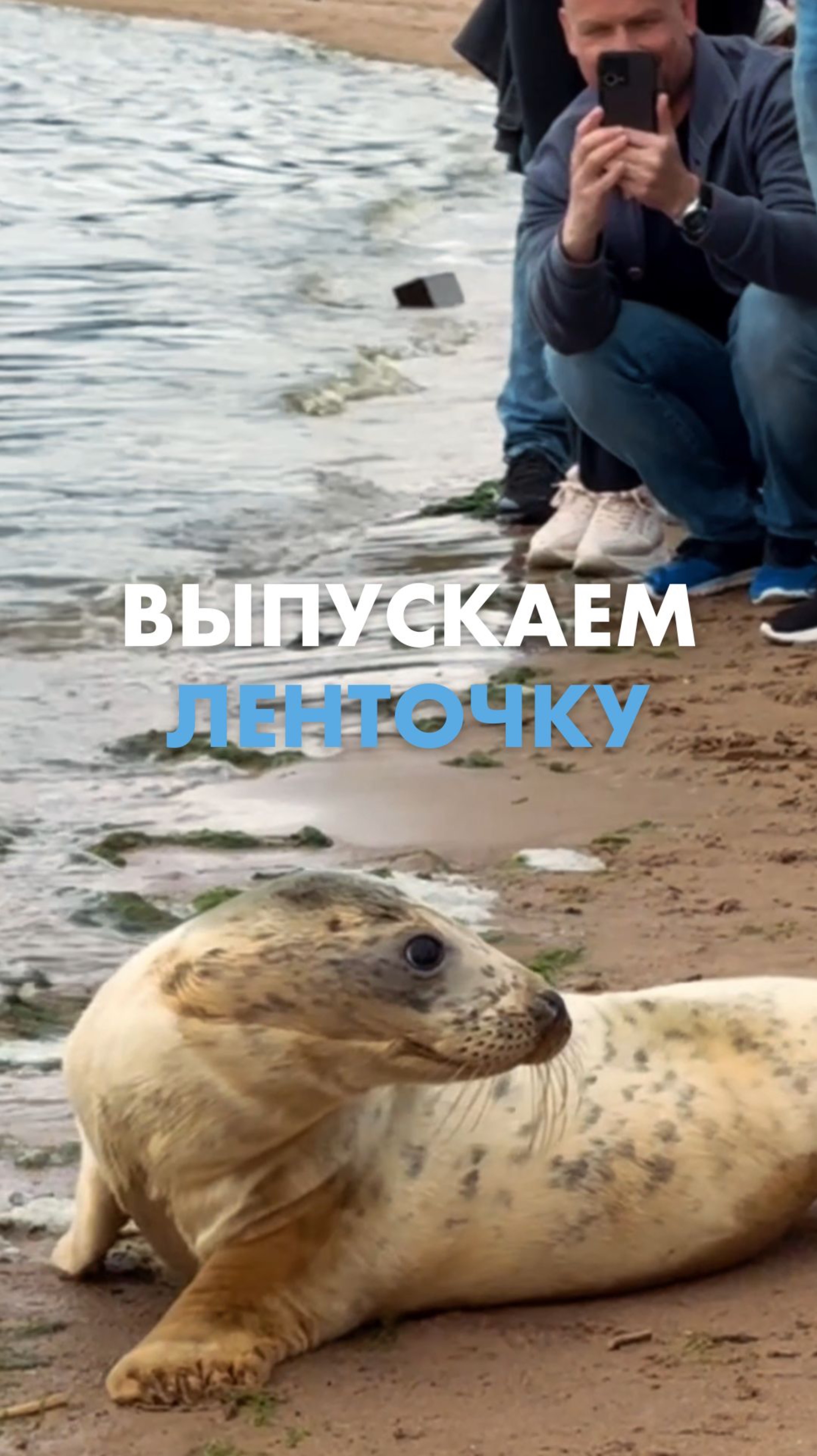 «Лента» помогла Ленточке вернуться домой ❤️ смотреть онлайн