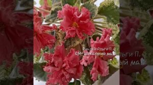 Фиалка СМ-Шикарный мак