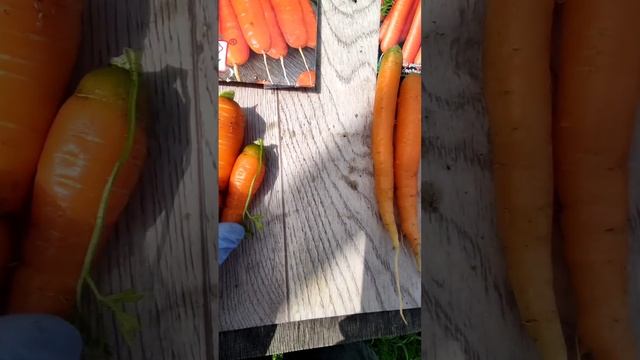 результаты подзимнего сева моркови