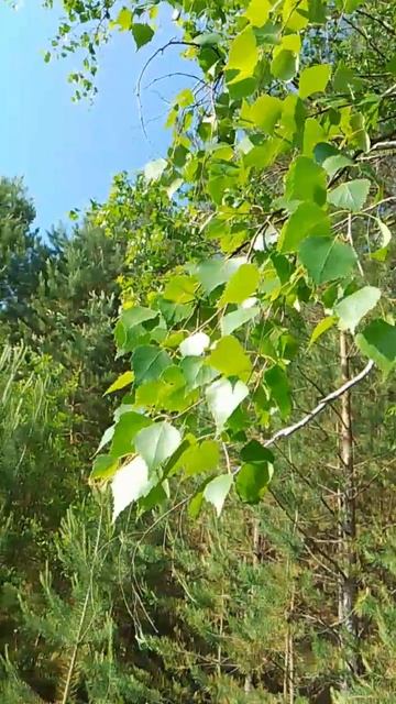 Ветка березы на фоне еловой хвои смотреть онлайн